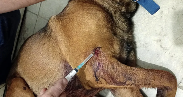 Rancul: Balearon a dos perros con un calibre 22 y mataron a uno 